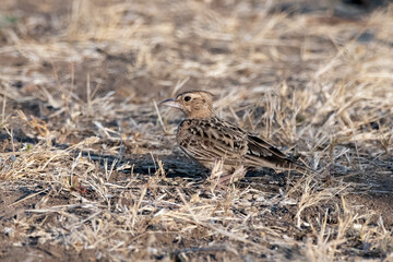 Sykes's lark or Galerida deva observed in Greater Rann of Kutch in Gujarat India