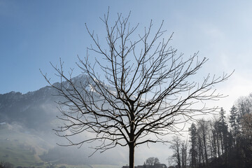 Kahler Baum mit verschneitem Buochserhorn in Hintergrund, Stans, Kanton Nidwalden, Schweiz