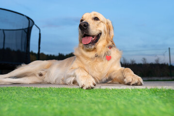 Portrait of a young male Golden Retriever lying on the back terrace.