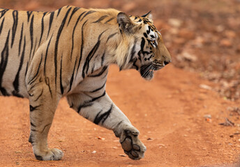 Closeup of a tiger crossing the road at Tadoba Andhari Tiger Reserve, India © Dr Ajay Kumar Singh