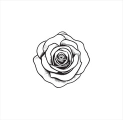 A beautiful rose vector line art for coloring page.