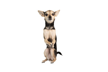 small dog isolated,chihuahua toy terrier waving its paws,cute pet