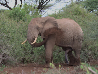 side view of a male african elephant using his trunk to spray himself with dust in the wild forests of buffalo springs national reserve, kenya