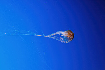 macro photography underwater northern sea nettle or brown jellyfish jellyfish