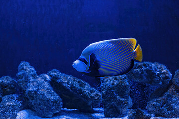Underwater shot of Pomacanthus imperator fish