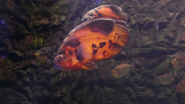 Orange exotic fish swims in slow motion. Wildlife relax video. Underwater life footage. Aquarium 4K background.