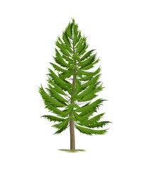 Realistic Pine Tree
