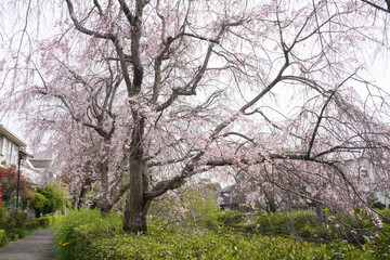 Naklejka premium 満開の桜