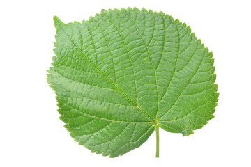 Linden leaf on a white background isolated