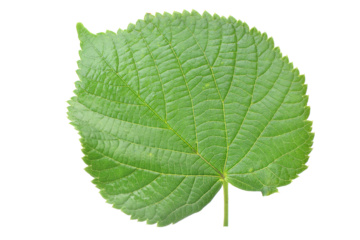 Linden leaf on a white background isolated
