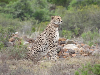 Garden Route Region SA 