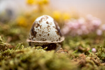 Wachtelei auf Moos, mit kleinen rosa und gelben Blümchen im Hintergrund
