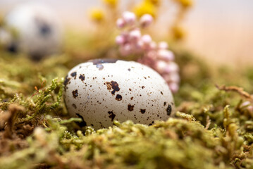 Obraz premium Wachtelei auf Moos, mit kleinen rosa und gelben Blümchen im Hintergrund