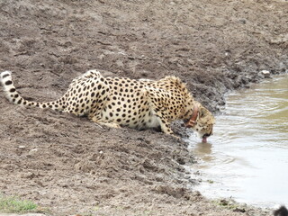 Garden Route Region SA 