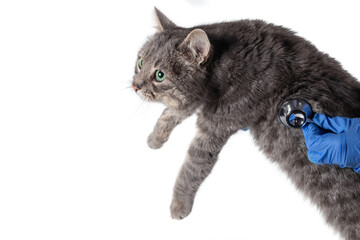 Male veterinarian examines satisfied cat with a stethoscope. Gray cat on the examination table of the veterinary clinic.
