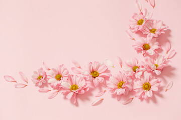 Fototapeta na wymiar pink and white chrysanthemums on pink background background
