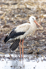 A young white stork (Ciconia ciconia) stands under the rain in the water in the field. A large bird with white and black plumage. Young white stork with long orange legs and long pointed orange beak.