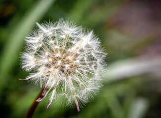 Obraz premium PIDE UN DESEO