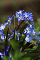 Blue Chionodoxa flowers on a sunny spring day.