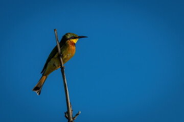 Little bee-eater with catchlight on dry branch