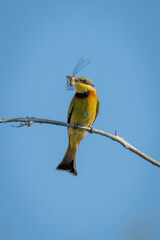 Little bee-eater on branch with dead dragonfly
