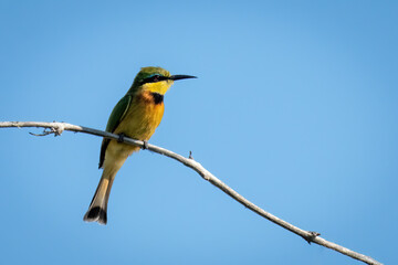Little bee-eater on curved branch with catchlight