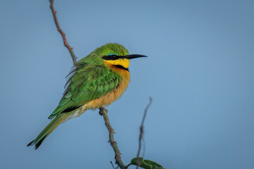 Little bee-eater on green branch watching camera