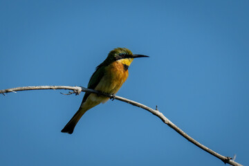 Little bee-eater on sunlit branch facing right