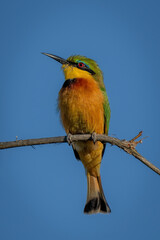 Little bee-eater on sunny branch turning head
