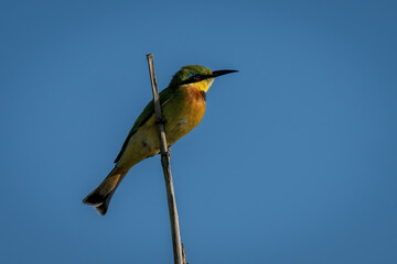 Little bee-eater on dead branch in profile