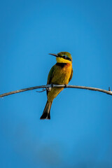 Little bee-eater turns head on curved branch