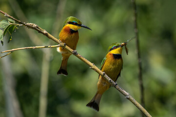 Little bee-eater on branch watches another feeding