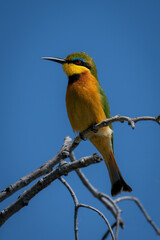 Little bee-eater on twisted branches with catchlight