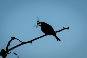 Little bee-eater swallows dragonfly silhouetted against sky