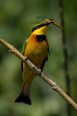 Little bee-eater on diagonal branch with dragonfly