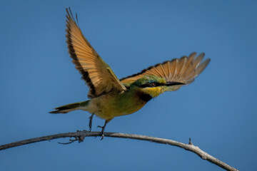Little bee-eater spreads wings to take off