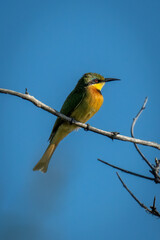 Fototapeta premium Little bee-eater on dead branch showing catchlight