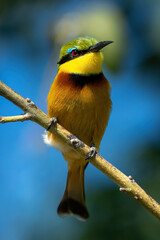 Little bee-eater on thin branch eyes camera
