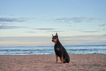 German Standard Pinscher on the beach near the water, on the sea. dog in nature