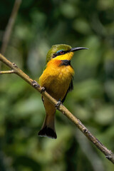 Little bee-eater on thin branch faces right