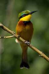Little bee-eater on thin branch lifting beak