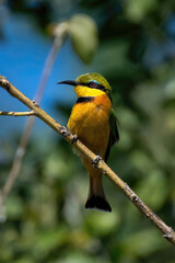 Little bee-eater on thin branch watches camera