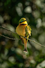 Little bee-eater on bush with fluffy feathers