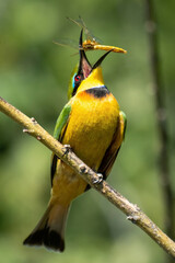Little bee-eater on diagonal branch eating insect