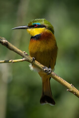 Little bee-eater on thin branch facing left