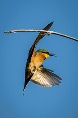Little bee-eater twists in mid-air near branch