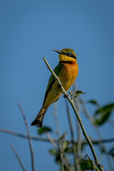 Little bee-eater watches camera from thin twig