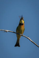 Little bee-eater swallows dead insect on branch