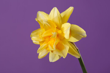 Bright yellow daffodil flower isolated on purple background.