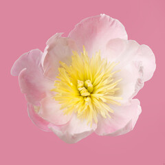 Elegant soft pink simple shape peony flower isolated on pink background.